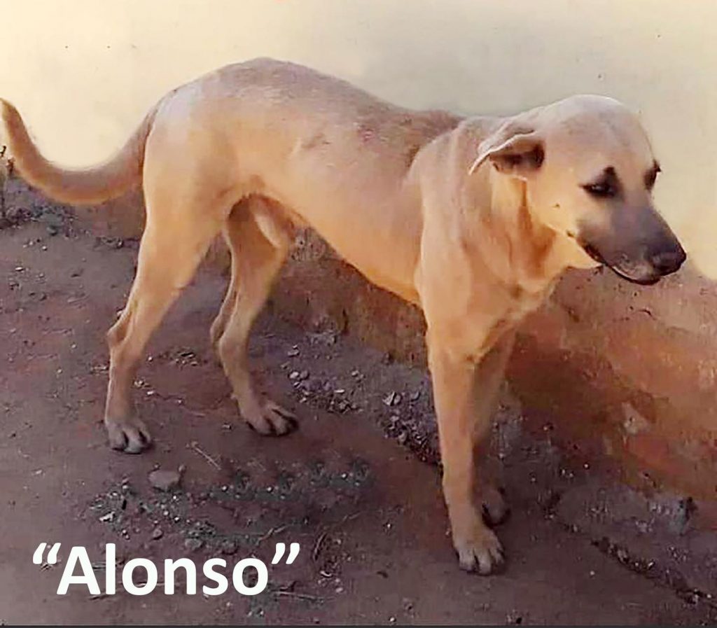 Detienen a sujeto que hirió de muerte a “Alonso”, un perro al que dejo con las vísceras expuestas