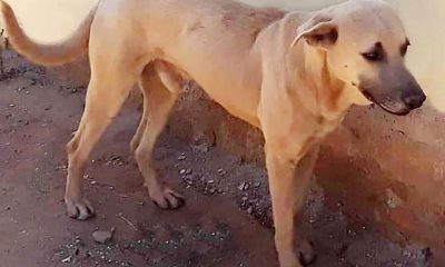 Detienen a sujeto que hirió de muerte a “Alonso”, un perro al que dejo con las vísceras expuestas