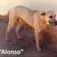 Detienen a sujeto que hirió de muerte a “Alonso”, un perro al que dejo con las vísceras expuestas