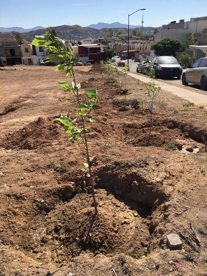 Plantaran 600 árboles en Nogales para cumplir con la Ley de Árbol