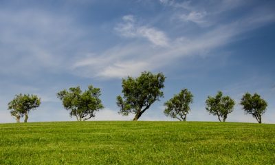 Plantaran 600 árboles en Nogales para cumplir con la Ley de Árbol. Foto de Skitterphoto en Pexels