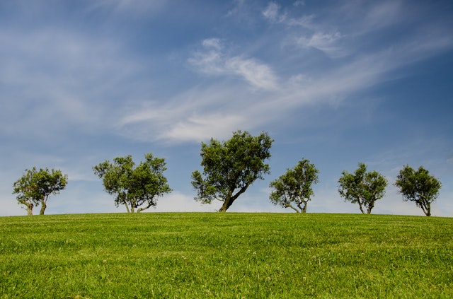 Plantaran 600 árboles en Nogales para cumplir con la Ley de Árbol. Foto de Skitterphoto en Pexels