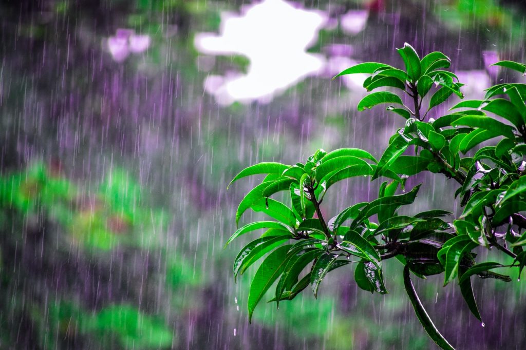 Se degrada Nora a Tormenta Tropical: CEPC. Foto de Bibhukalyan Acharya en Pexels