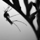 India. Fiebre viral que ha matado a casi 70 personas podría ser dengue. Foto de Laszlo Fatrai en Pexels