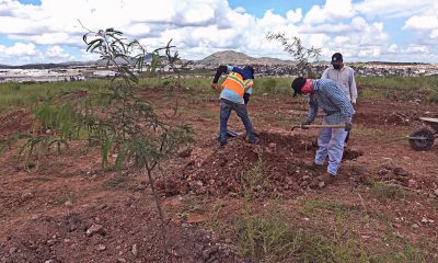 Inicia reforestación en cumplimento de la ley del árbol