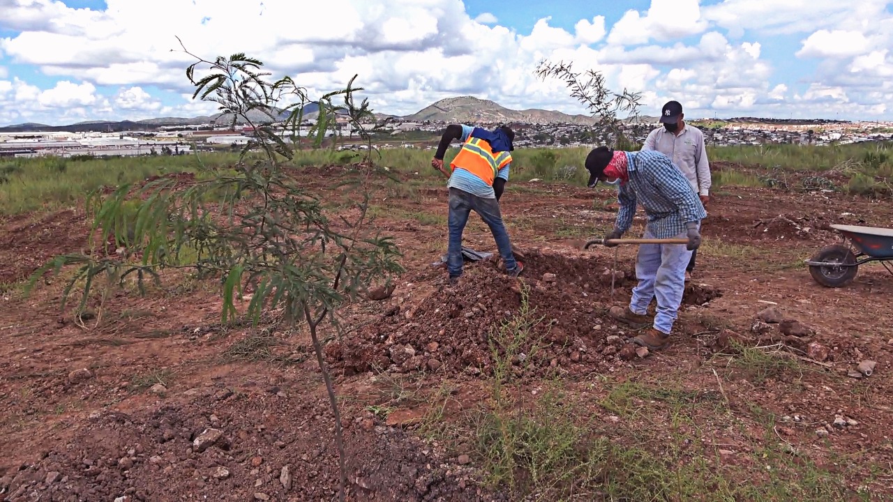 Inicia reforestación en cumplimento de la ley del árbol