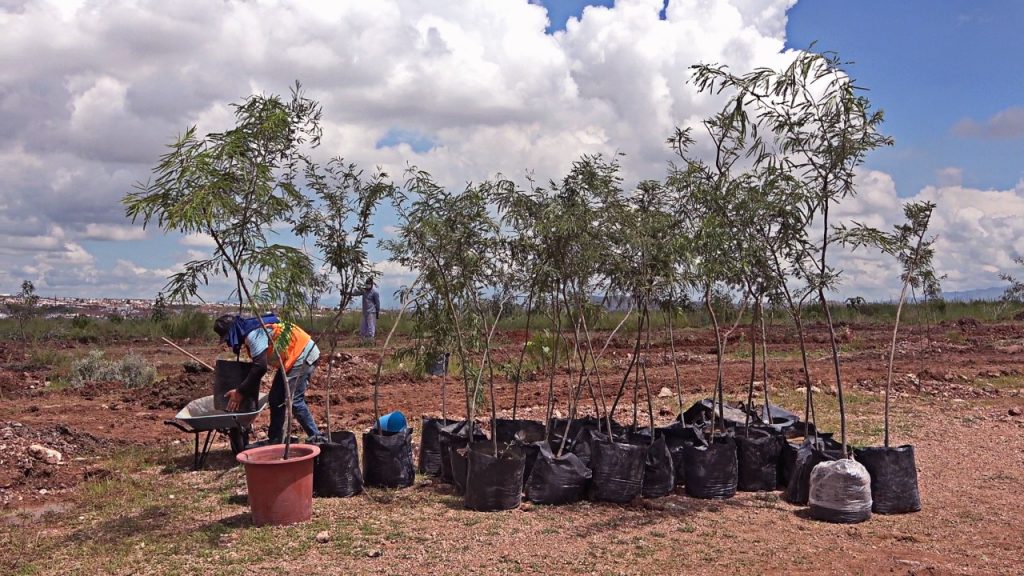 Inicia reforestación en cumplimento de la ley del árbol