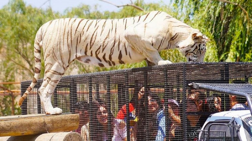 Muere trabajadora de zoológico en Chile tras ser atacada por un tigre