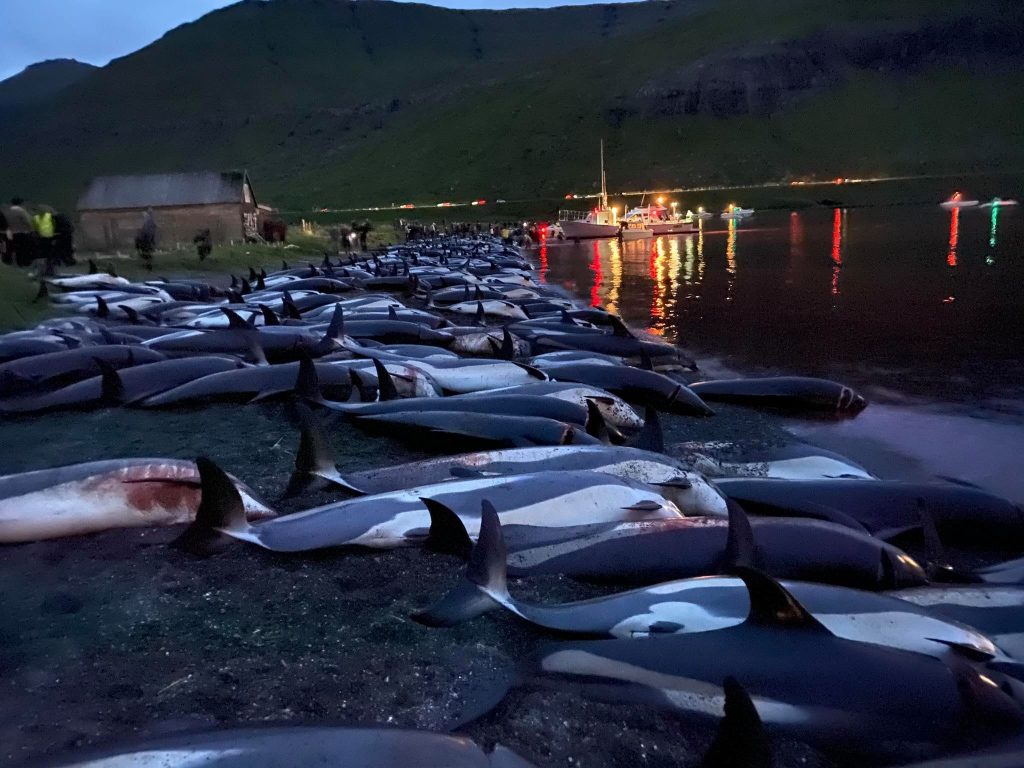 Matanza de delfines. Foto Twitter @AndrewsAbreu
