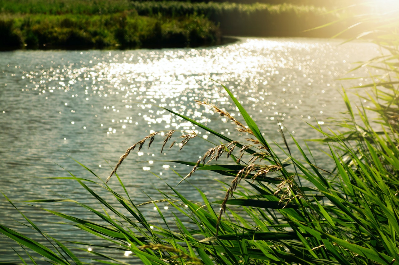 Yaquis controlaran el 50% del agua del Río Yaqui. Foto de Mabel Amber en Pexels