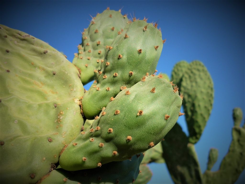 Nopal. Imagen de graciela gv en Pixabay