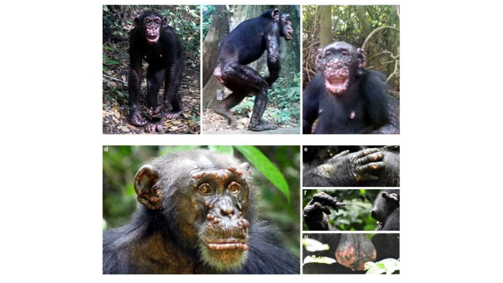 Descubren casos de lepra en chimpancés por primera vez en la historia. Imágenes: Tai Chimpanzee Project