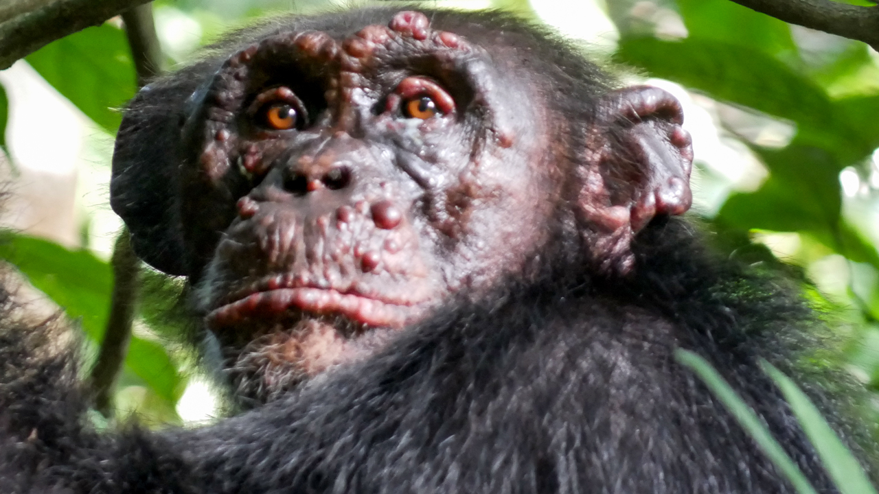 Descubren casos de lepra en chimpancés por primera vez en la historia. Imágen: Tai Chimpanzee Project