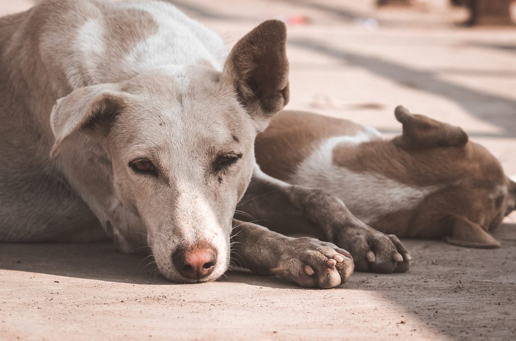 Foto de Nandkumar Patel en Pexels