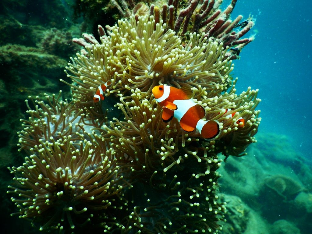 El mundo ha perdido el 14% de sus corales desde 2009. Foto de Tom Fisk en Pexels