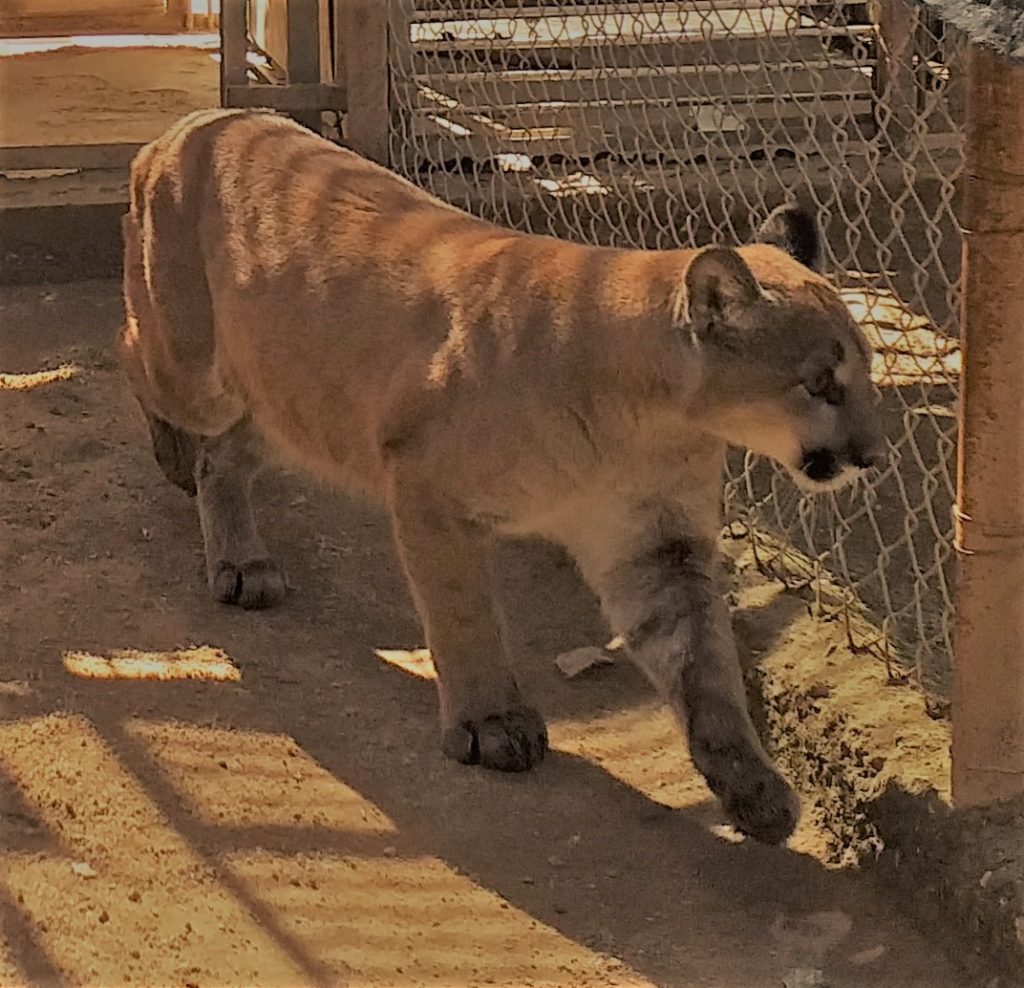 Llega Nala, nueva inquilina del Centro Ecológico de Sonora