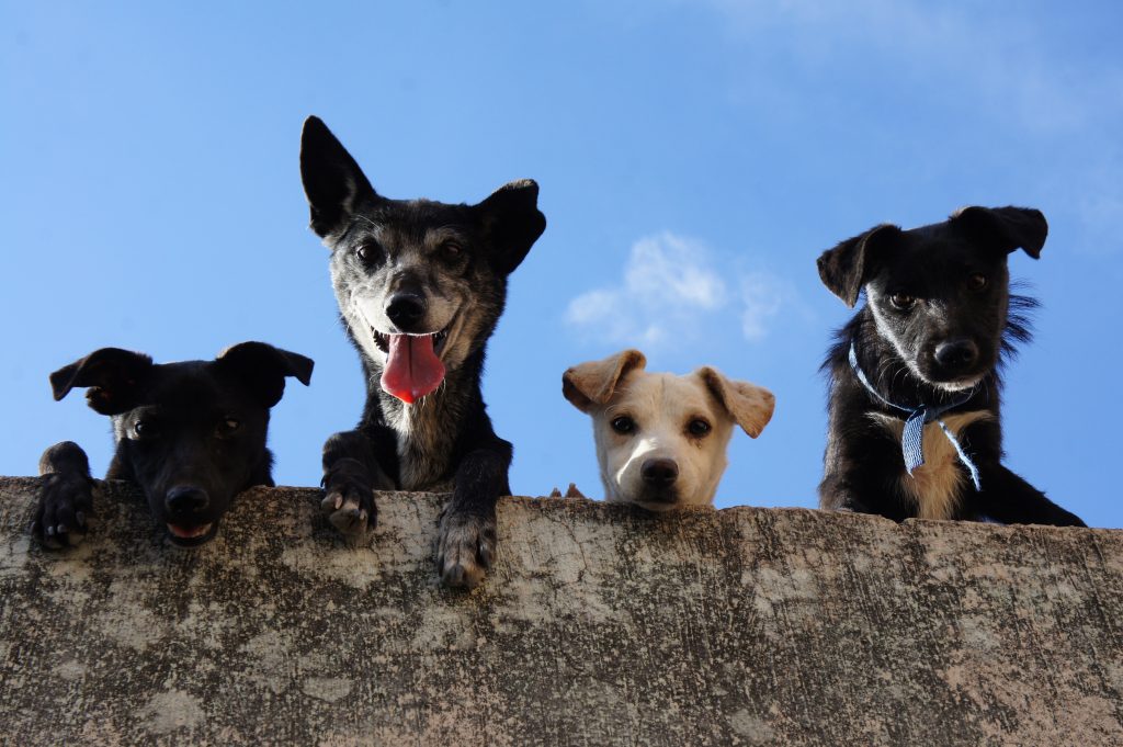 Organizacion busca apoyo para construir clínica gratuita para perros. Foto de Edgar Daniel Hernández Cervantes en Pexels