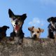 Organizacion busca apoyo para construir clínica gratuita para perros. Foto de Edgar Daniel Hernández Cervantes en Pexels