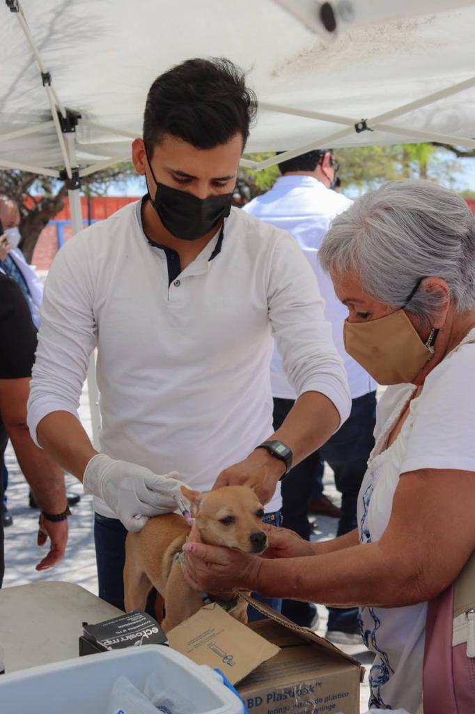 Sonora contabiliza 90 casos de rickettsiosis, hasta el momento