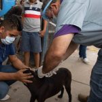 Sonora contabiliza 90 casos de rickettsiosis, hasta el momento