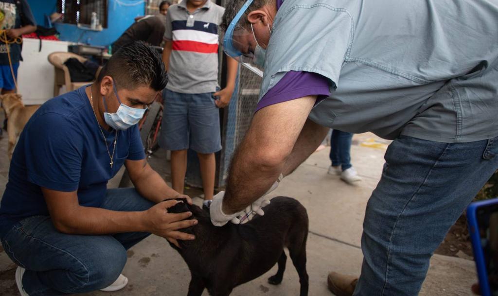 Sonora contabiliza 90 casos de rickettsiosis, hasta el momento