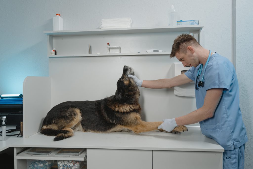 La Secretaría de Salud celebra el Día del Veterinario. Foto de Tima Miroshnichenko en pexels.com