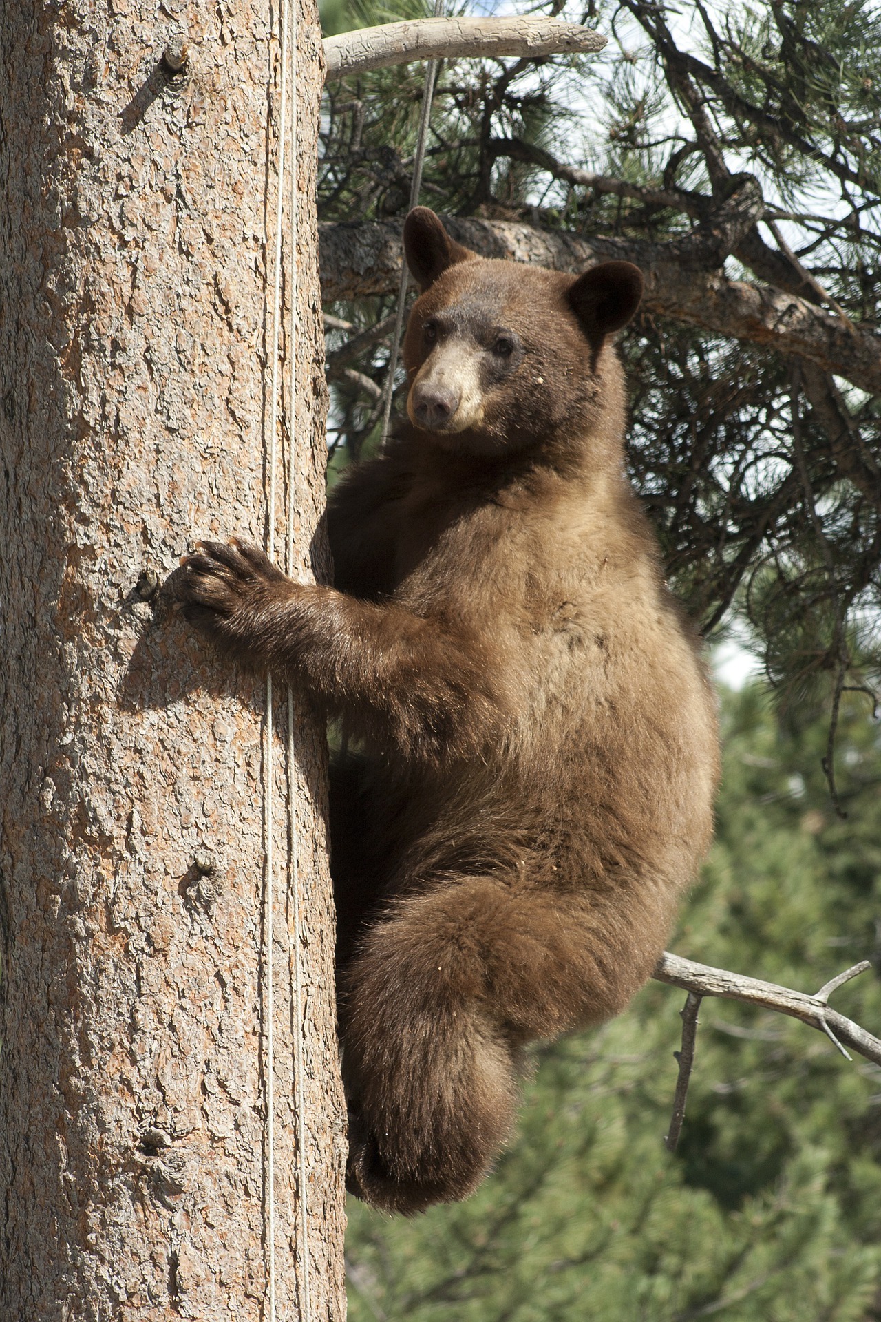 Siguen sin hallar el cuerpo del oso asesinado en Cumpas, ni a responsables de su muerte. Imagen de Suzanne deDisse en Pixabay