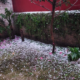 Con lluvias y bajas temperaturas, Frente Frío Número 24 azotará el noroeste de México. Foto: Twitter / @EunyFlowers90