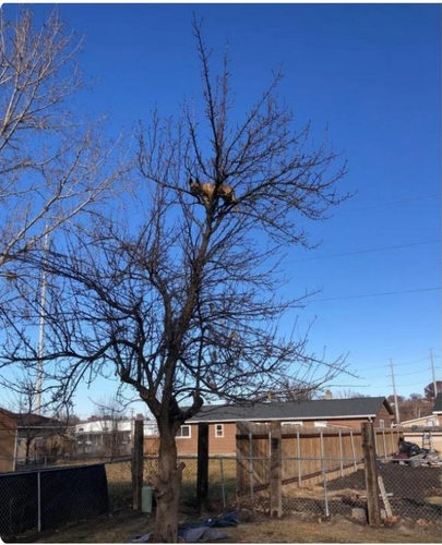 Perrita queda atrapada en un árbol por perseguir una ardilla