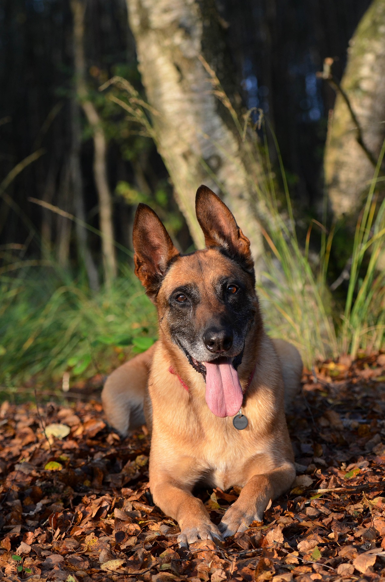 El belga malinois desbanca al border collie como el perro mas inteligente del mundo. Imagen de Katrin B. en Pixabay