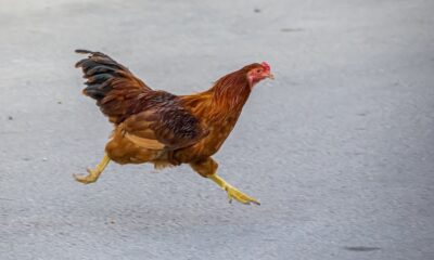La población puede consumir sin riesgo huevo y carne de pollo. Imagen de Erik Karits en Pixabay