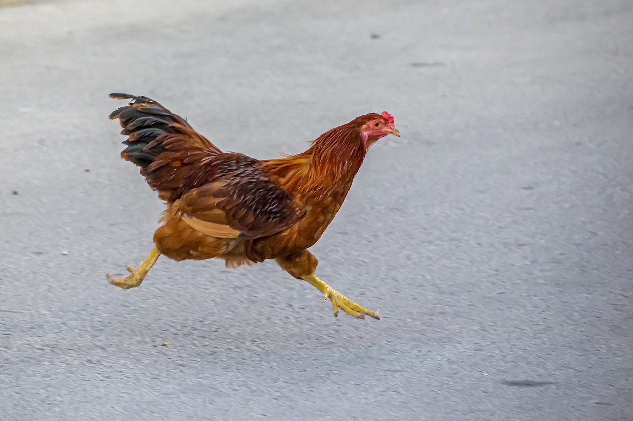 La población puede consumir sin riesgo huevo y carne de pollo. Imagen de Erik Karits en Pixabay