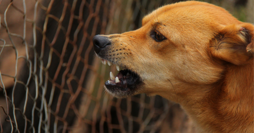 Confirman rabia silvestre en perro de Bahía de Kino