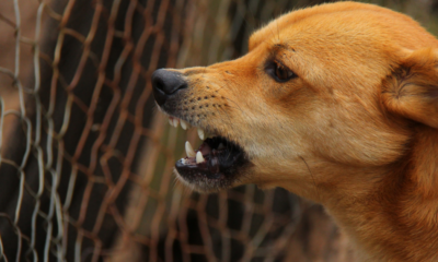 Confirman rabia silvestre en perro de Bahía de Kino