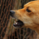 Confirman rabia silvestre en perro de Bahía de Kino