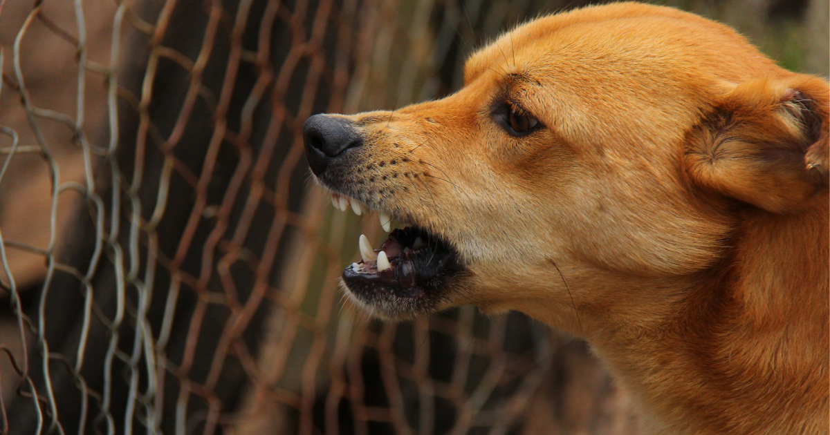 Confirman rabia silvestre en perro de Bahía de Kino