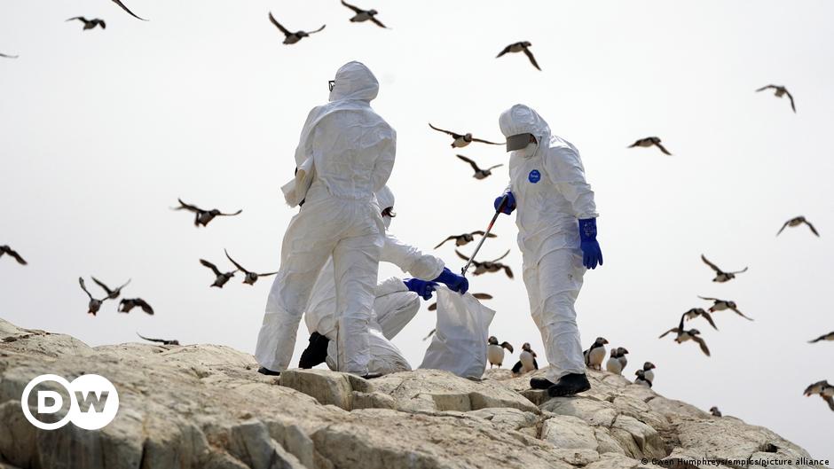 Uruguay decreta la emergencia sanitaria por la aparición de gripe aviar 