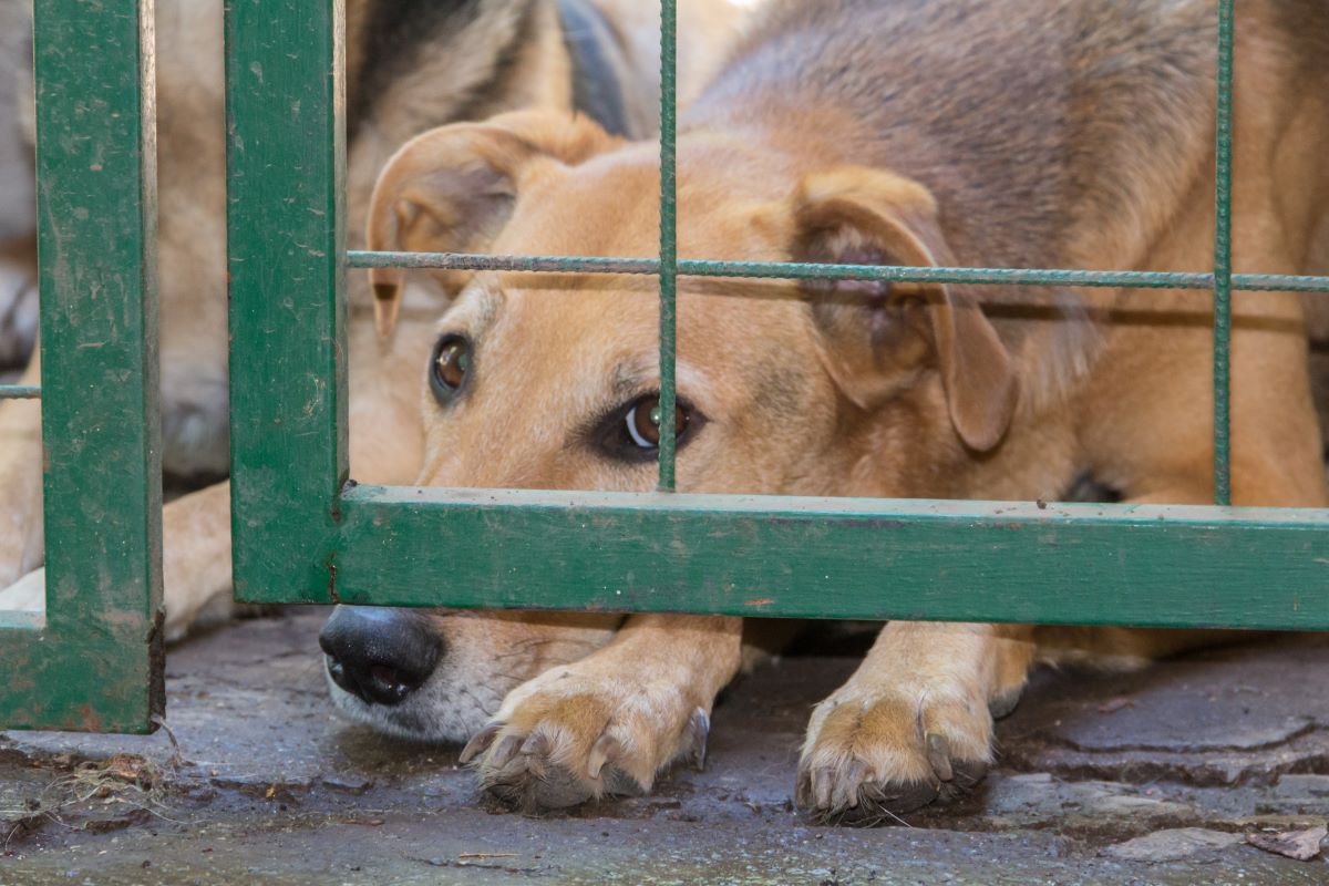 Capacitan a corporaciones de seguridad y rescatistas en materia de protección animal