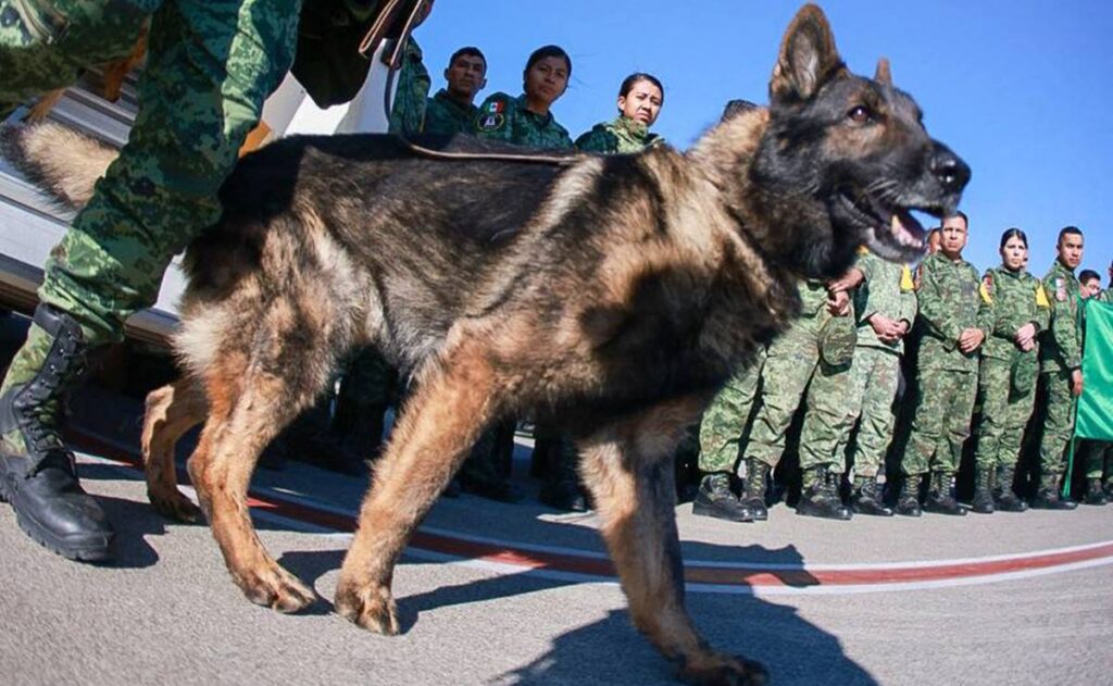 "Proteo" murió a causa de las condiciones climatológicas en Turquía: Sedena