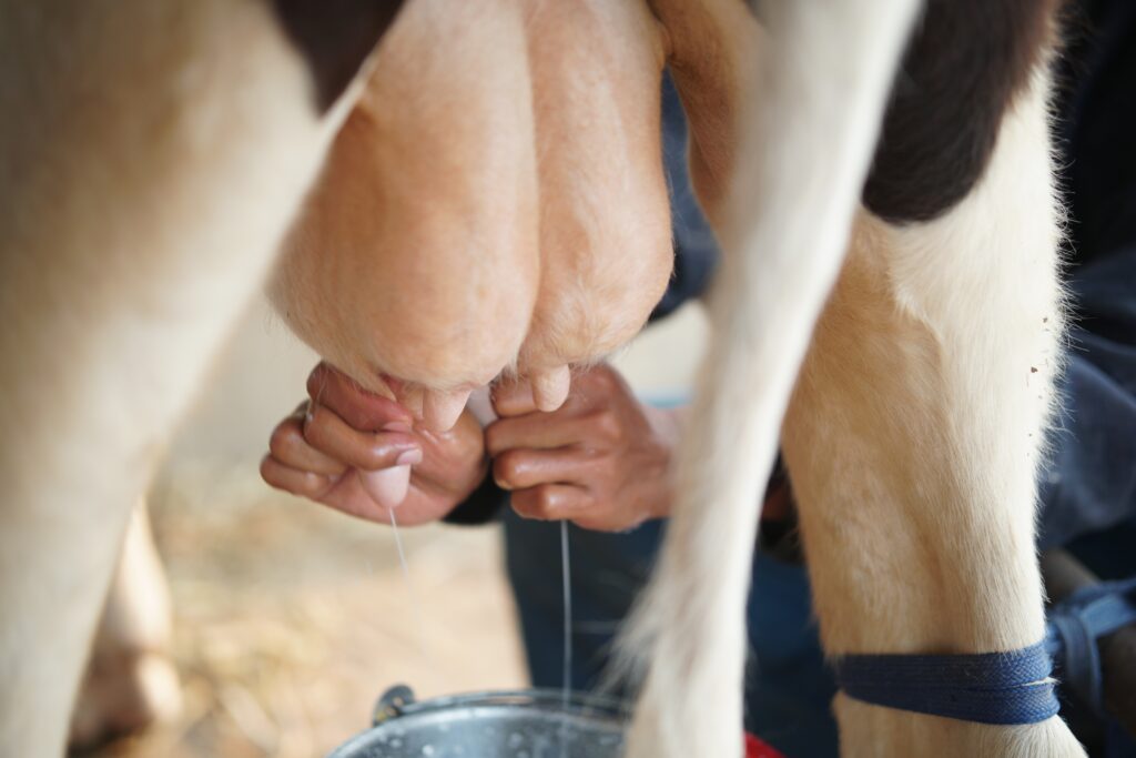 Según informaron medios estatales chino, científicos habrían clonado exitosamente tres "supervacas", capaces de producir una cantidad mayor de leche que de lo normal. En concreto, se trata de tres terneros, el último de los cuales nació a finales de enero en la región de Ningxia. Como explica la CNN, estos terneros fueron clonados a partir de vacas altamente productivas, capaces de producir 18 toneladas de leche al año, o 100 toneladas de leche a lo largo de su vida. Para conseguir estas tres "supervacas”, los científicos generaron 120 embriones clonados a partir de las células del oído de estas vacas altamente productivas y posteriormente los implantaron en vacas sustitutas. Vacas 1,7 veces más productivas Jin Yaping, científico principal del proyecto, calificó el nacimiento de las 'supervacas' como un "avance" que permitirá a China preservar los ejemplares más productivos "de una manera económicamente viable", informó el periódico estatal Global Times. Las vacas que han servido de "patrón” son capaces de producir 1,7 veces más leche que una vaca promedio de Estados Unidos, según el Departamento de Agricultura de los Estados Unidos. Hombre sujeta un cesto de plástico negro con botellas de leche. En el futuro podríamos ver más leche "made in China" "Planeamos tardar de dos a tres años en construir un rebaño compuesto por más de 1.000 supervacas, como una base sólida para abordar la dependencia de China de las vacas lecheras en el extranjero y el problema del riesgo de ser 'asfixiado' por interrupciones en la cadena de suministro”, explicó Yaping. De acuerdo con Global Times, actualmente el 70 por ciento de las vacas lecheras de China se importan del exterior. Clonación avanza en varios países En muchos países, incluido Estados Unidos, los granjeros crían clones con animales convencionales para hacerlos más productivos y resistentes a enfermedades. También China ha logrado avances significativos en la clonación de animales en los últimos años. El año pasado, una empresa china clonó por primera vez en el mundo un lobo ártico. En 2017, científicos chinos afirmaron haber clonado ganado con mayor resistencia a la tuberculosis bovina, un enfermedad que pone en riesgo el ganado en muchos países. Nota Tomada de: