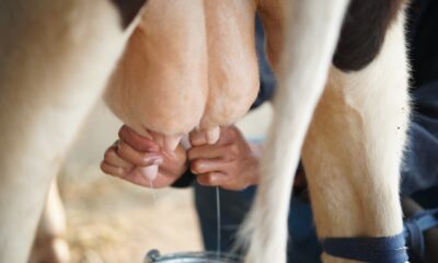 Según informaron medios estatales chino, científicos habrían clonado exitosamente tres "supervacas", capaces de producir una cantidad mayor de leche que de lo normal. En concreto, se trata de tres terneros, el último de los cuales nació a finales de enero en la región de Ningxia. Como explica la CNN, estos terneros fueron clonados a partir de vacas altamente productivas, capaces de producir 18 toneladas de leche al año, o 100 toneladas de leche a lo largo de su vida. Para conseguir estas tres "supervacas”, los científicos generaron 120 embriones clonados a partir de las células del oído de estas vacas altamente productivas y posteriormente los implantaron en vacas sustitutas. Vacas 1,7 veces más productivas Jin Yaping, científico principal del proyecto, calificó el nacimiento de las 'supervacas' como un "avance" que permitirá a China preservar los ejemplares más productivos "de una manera económicamente viable", informó el periódico estatal Global Times. Las vacas que han servido de "patrón” son capaces de producir 1,7 veces más leche que una vaca promedio de Estados Unidos, según el Departamento de Agricultura de los Estados Unidos. Hombre sujeta un cesto de plástico negro con botellas de leche. En el futuro podríamos ver más leche "made in China" "Planeamos tardar de dos a tres años en construir un rebaño compuesto por más de 1.000 supervacas, como una base sólida para abordar la dependencia de China de las vacas lecheras en el extranjero y el problema del riesgo de ser 'asfixiado' por interrupciones en la cadena de suministro”, explicó Yaping. De acuerdo con Global Times, actualmente el 70 por ciento de las vacas lecheras de China se importan del exterior. Clonación avanza en varios países En muchos países, incluido Estados Unidos, los granjeros crían clones con animales convencionales para hacerlos más productivos y resistentes a enfermedades. También China ha logrado avances significativos en la clonación de animales en los últimos años. El año pasado, una empresa china clonó por primera vez en el mundo un lobo ártico. En 2017, científicos chinos afirmaron haber clonado ganado con mayor resistencia a la tuberculosis bovina, un enfermedad que pone en riesgo el ganado en muchos países. Nota Tomada de: