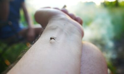Dengue