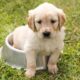 Alimento para mascotas ha incrementado su precio hasta en un 19.88%. Imagen de Chiemsee2016 en Pixabay