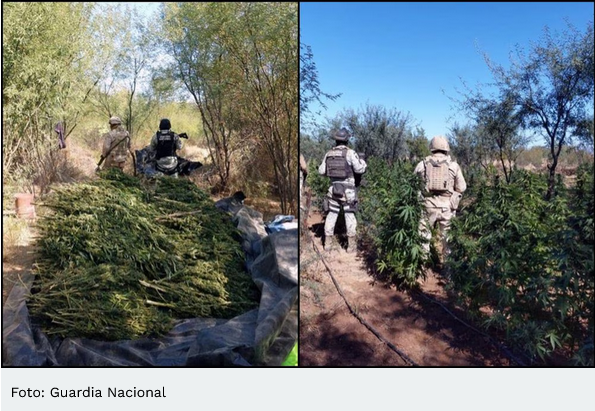 Destruyen plantío y campamento improvisado para secar marihuana en Pitiquito, Sonora