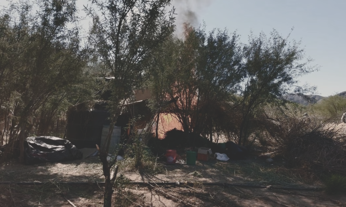 Destruyen plantío y campamento improvisado para secar marihuana en Pitiquito, Sonora