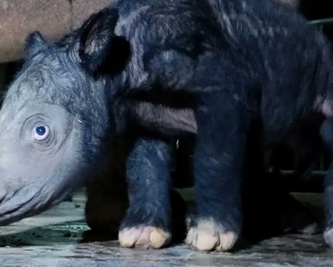 Nace cría del amenazado rinoceronte de Sumatra en Indonesia