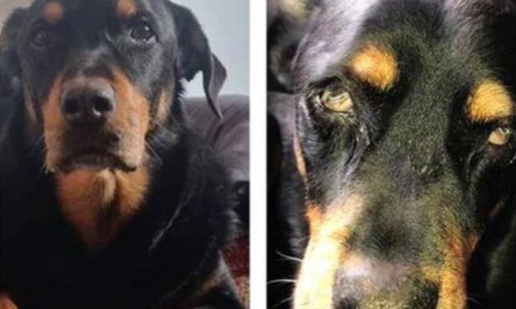 Identificado y buscado agresor de canino “Sbanch” de Nogales