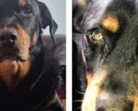 Identificado y buscado agresor de canino “Sbanch” de Nogales
