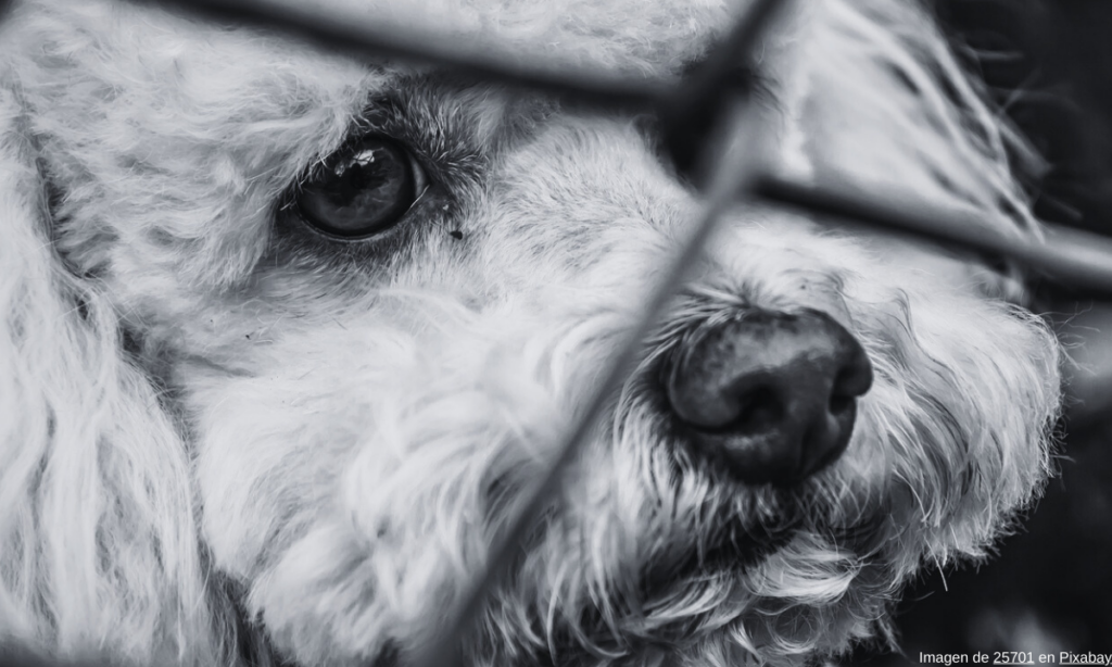 Hallan a otro perro descuartizado en el Bosque de Nativitas; van 22 en seis mesesHallan a otro perro descuartizado en el Bosque de Nativitas; van 22 en seis meses