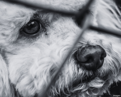 Hallan a otro perro descuartizado en el Bosque de Nativitas; van 22 en seis mesesHallan a otro perro descuartizado en el Bosque de Nativitas; van 22 en seis meses